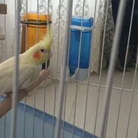 عروس هلندی نر باقفس|پرنده|اشتهارد, |دیوار