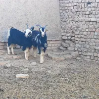 بزغاله نربزی خوشگل|حیوانات مزرعه|جوادآباد, |دیوار