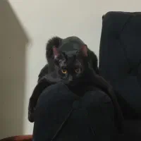 واگذاری رایگان گربه|گربه|تهران, مینای شمالی (مخبر)|دیوار