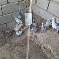 دونه 800