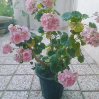 گل شمعدانی