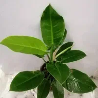 گل های مناسب آپارتمانی|گل و گیاه طبیعی|صدرا-فارس, فاز ۱|دیوار