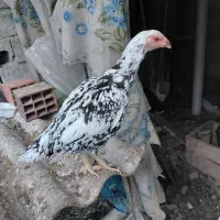 ۲عدد مرغ لاری چیل|حیوانات مزرعه|بابل, |دیوار