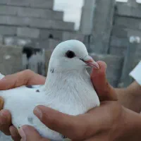 کبوتر ساعتی ماده