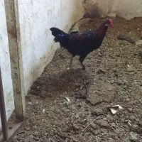 ۵ عدد خروس|حیوانات مزرعه|شوش, |دیوار