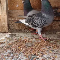 جفت نرو ماده