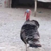 سلام علیکم فروش غاز و بوقلمون|حیوانات مزرعه|رویدر, |دیوار