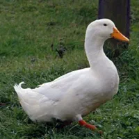 اردک