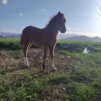 مادیون باکره