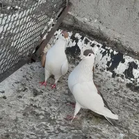 سلام چند جفت کبوتر قیمت مفت