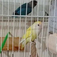 یک جفت کوتوله با تخم|پرنده|مشهد, ابوذر|دیوار