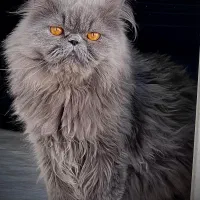 گربه پرشین نر