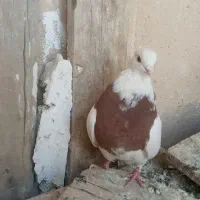 کبوتر طوقی کاغذی تهرانی دمگیر