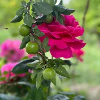 گوجه سبز درجه یک