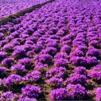 زمین کشاورزی