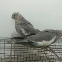 طوطی عروس 30روزه|پرنده|بهبهان, |دیوار