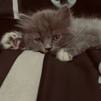 گربه بریتیش