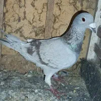 کبوتر پلاکی قابل معاوضه با....|پرنده|حمیدیا, |دیوار