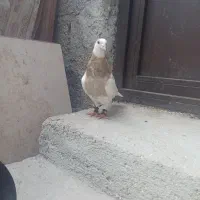 طوقی نر معاوضه با ماده