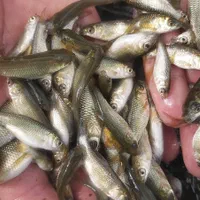 ماهی کپور اصلاح نژاد گوهان داروقزل اللاای