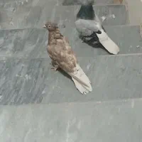 کفتر یه جفت سبز دم سفید ،زرد دم سفید