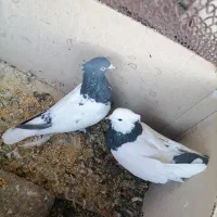 یک جفت کبوتر بملغ یک تومان