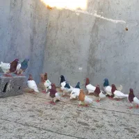 کبوتر کله رنگی  ۱۶ دانه