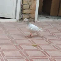 هفت‌رنگ