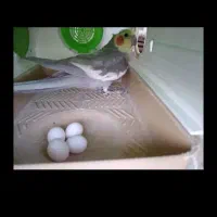 عروس هلندی مولد