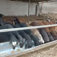 بره پرواری پای پروار|حیوانات مزرعه|نکا, |دیوار