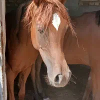 کره مادیان عرب