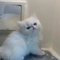 گربه پرشین چشم آبی