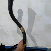 دمام شیپور