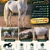 مادیون عرب کرد  ابستن