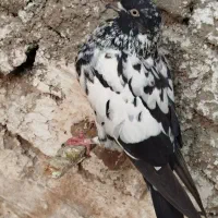 معاوضه با کفتر جفتی توی آلمانی پریدن از جوجگی|پرنده|شیروان (خراسان), |دیوار