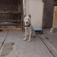 سگ گرگی سفید