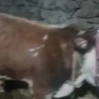 گوساله نر سمینطال|حیوانات مزرعه|سروآباد, |دیوار