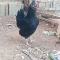 مرغ گلین|حیوانات مزرعه|فارسان, |دیوار