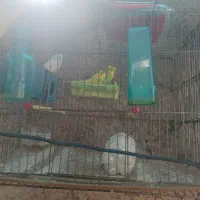 مرغ عشق|پرنده|فسا, |دیوار