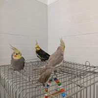 سه عدد عروس هلندی