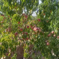 باغ پر محصول