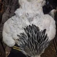 مرغ و خروس برهما لایت