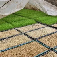 تعدادی سینی برنج املش چهارده سفلی