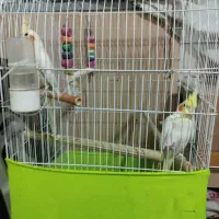 عروس هلندی جفت با تخم|پرنده|ری, عباسآباد|دیوار