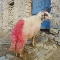 قوچ سنجابی|حیوانات مزرعه|شیروان (لرستان), |دیوار