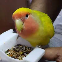 طوطی برزیلی گم شده