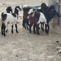 ۶بزغاله ماده تخمی تکه خورده ( همشون لینگ سه قلو )|حیوانات مزرعه|ملک‌آباد, |دیوار