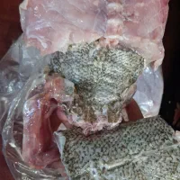 ماهی سرز درشت صید قایق هندیجان