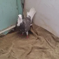 کبوتر