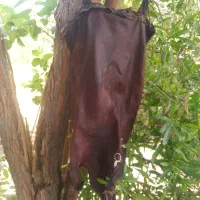 دوغ زن پوستی
